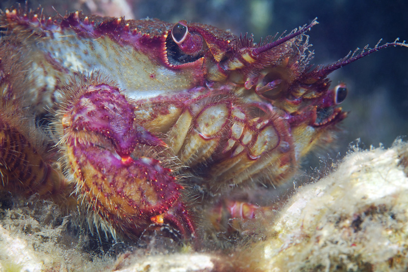 Illustration for article titled Perhaps the Most Beautiful Undersea Photography We've Ever Seen